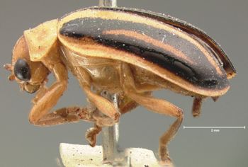 Media type: image; Entomology 17533   Aspect: habitus lateral view
